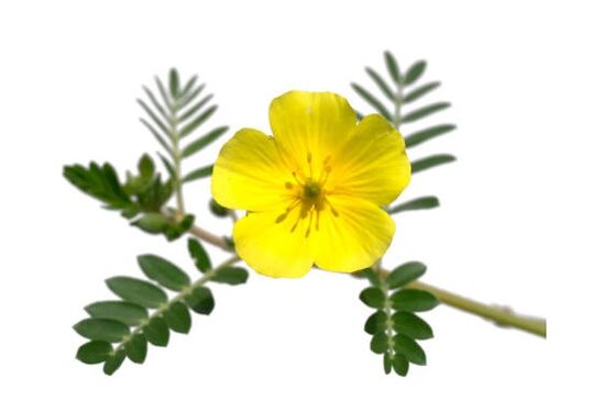 Gluconol zawiera Tribulus terrestris